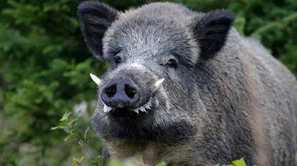 ببینید /  حمله ناجوانمردانه یک گراز وحشی به پیرمردی که قصد نجاتش را داشت + فیلم