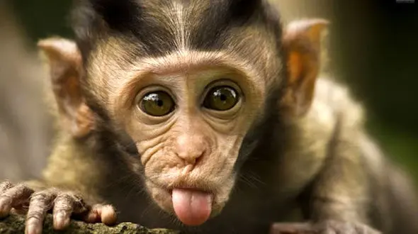 عکس فداکاری یک میمون در آتش سوزی / مثل آدم ها رفتار کرد!