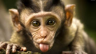 این مرد نیمی انسان و نیمی میمون است + عکس های حیرت آور