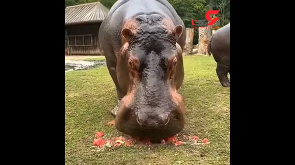 هندوانه خوردن اسب آبی با ولع تمام / فیلم