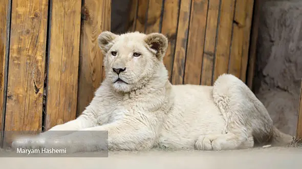 علت تلف شدن شیر الیمالات هنگام زایمان مشخص شد