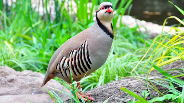 رهاسازی ۲۳ قطعه کبک زنده گیری شده در دامان طبیعت سلماس + فیلم