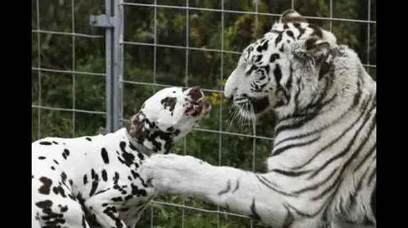 رفاقت جالب و بی سابقه بین حیوانات +عکس های دیدنی