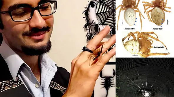 کشف جهانی یک گونه‌ عنکبوت‌ در یزد