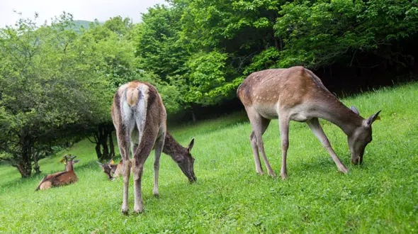 10 شگفتی طبیعت ایران برای بازدید در نوروز + عکس