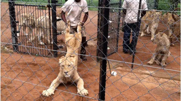 تجاوز به شیرهای وحشی ! + عکس که شیر از دست انسان فرار می کند!