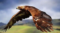  تحویل یک بهله عقاب طلایی به محیط زیست نهاوند 