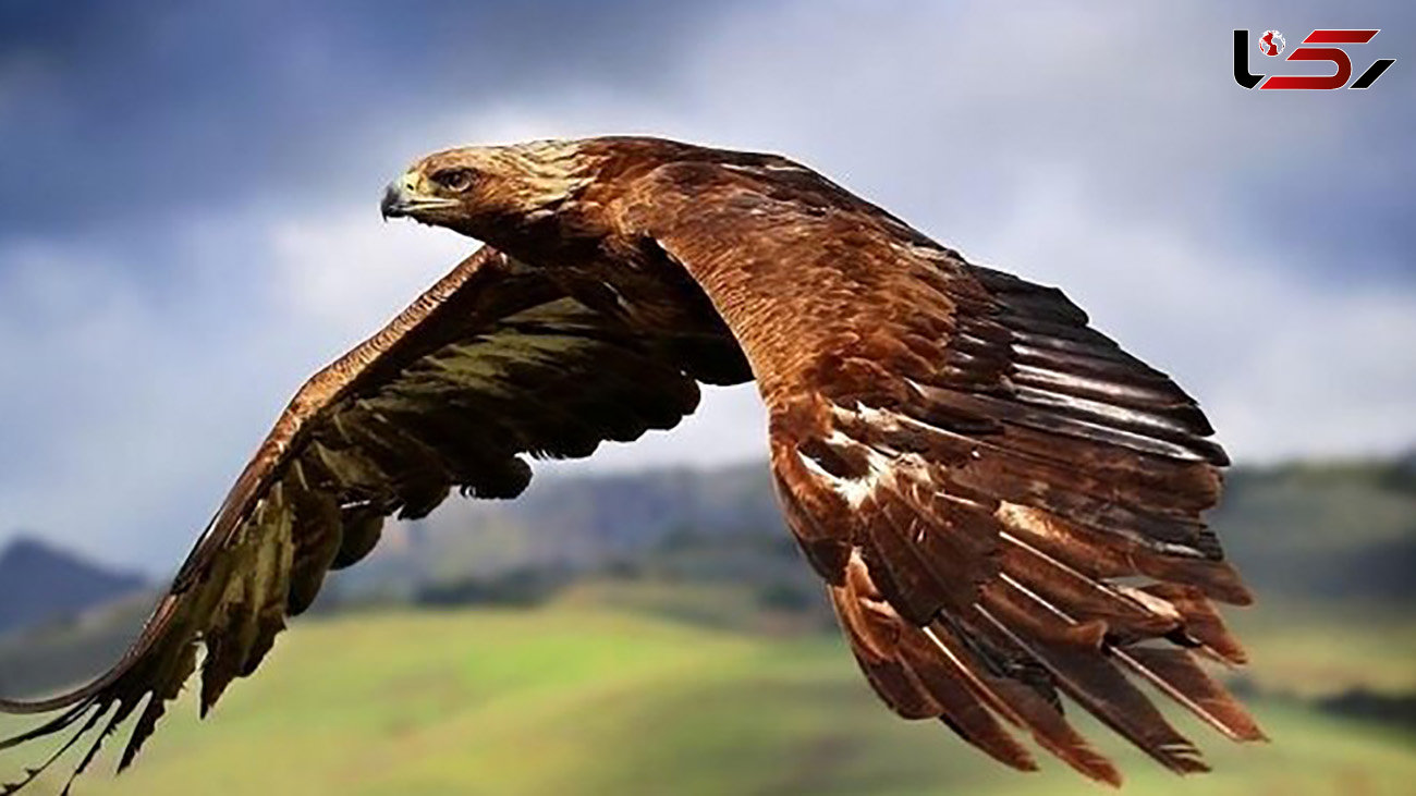  تحویل یک بهله عقاب طلایی به محیط زیست نهاوند 