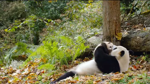 ریلکس کنید / نماهنگ بی کلام آرامش بخش + فیلم 