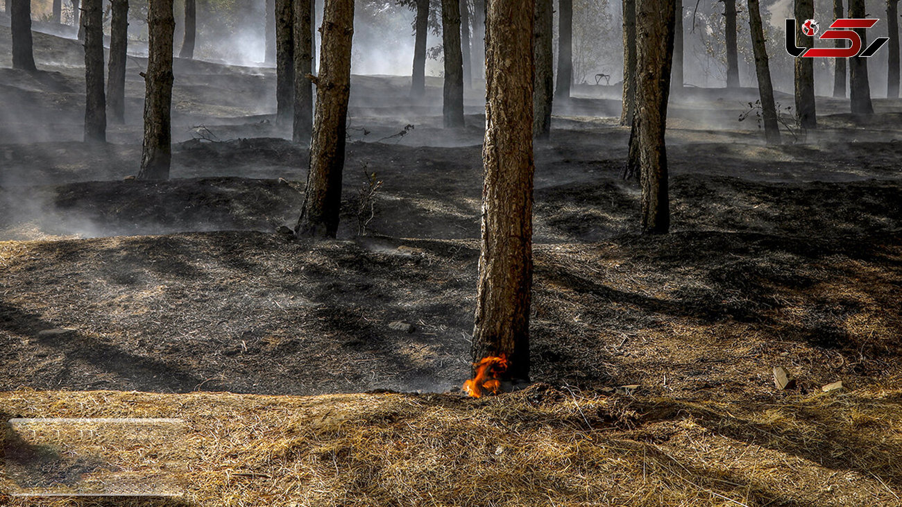 اطفاء کامل حریق جنگلهای رودبار/۴۰ هکتار اراضی جنگلی طعمه آتش شد