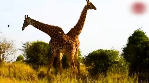 «بیماری» و «سم» علت مرگ دو زرافه صفادشت بود