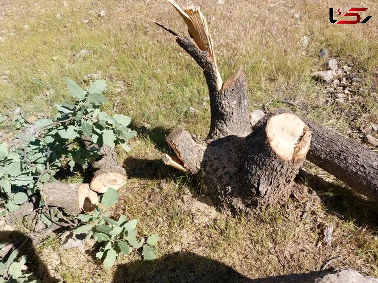 کشف ۱۹۰ اصله چوب جنگلی در اردبیل