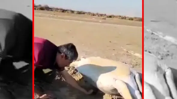 فیلم تلاش طبیعت‌دوستان برای نجات لاک پشت