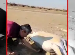 فیلم تلاش طبیعت‌دوستان برای نجات لاک پشت