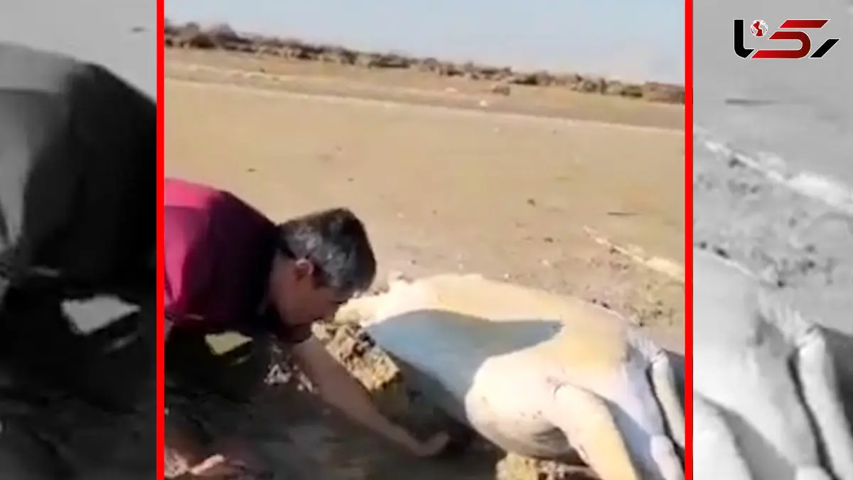 فیلم تلاش طبیعت‌دوستان برای نجات لاک پشت