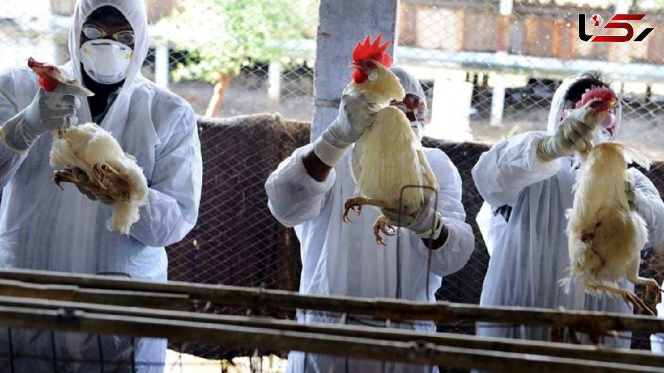 مشاهده اولین مورد آنفولانزای مرغی در اسپانیا / این بیماری دست از سر جهان برنمی‌دارد