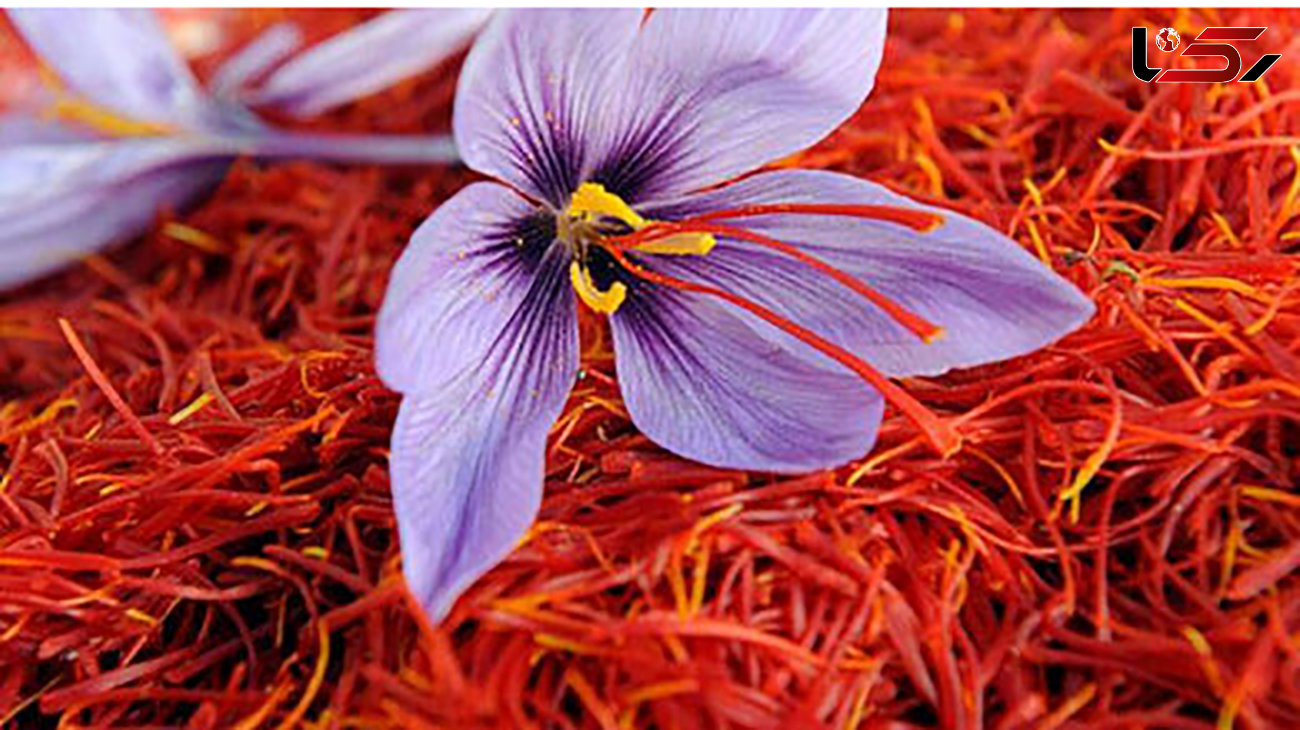 صادرات زعفران ایران به شدت کاهش یافت