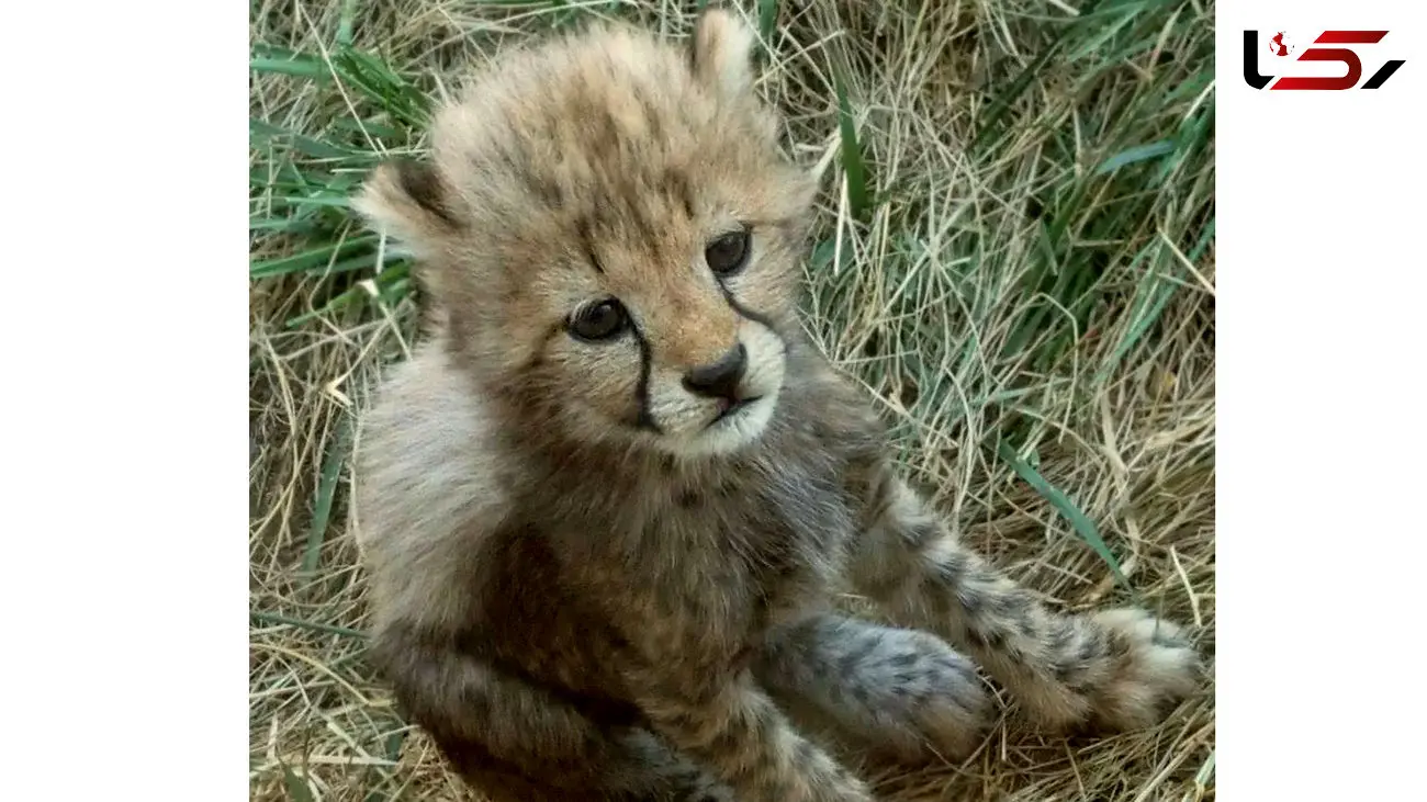 عکس یکی از توله‌ یوزهای پیداشده در سمنان / یوز مادر هنوز پیدا نشده 