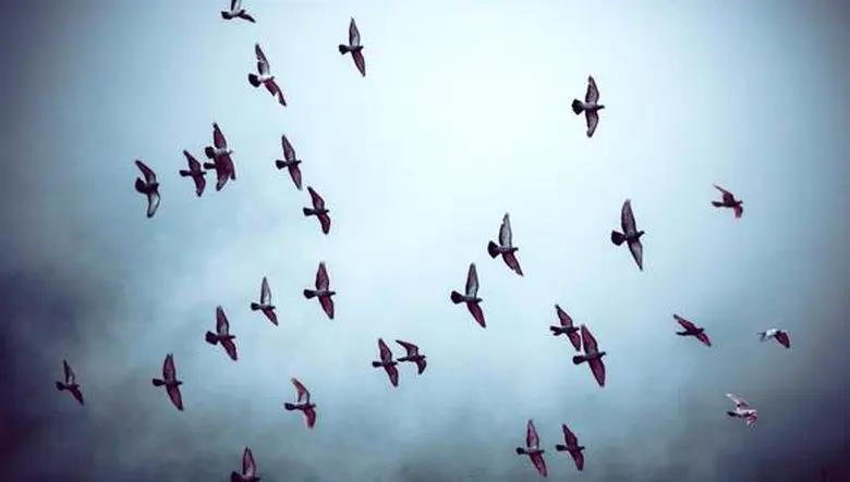 گربه‌ها و پرندگان وحشتزده در روزهای جنگ / تأثیر ویرانگر جنگ بر حیات حیوانات شهری