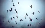 گربه‌ها و پرندگان وحشتزده در روزهای جنگ / تأثیر ویرانگر جنگ بر حیات حیوانات شهری
