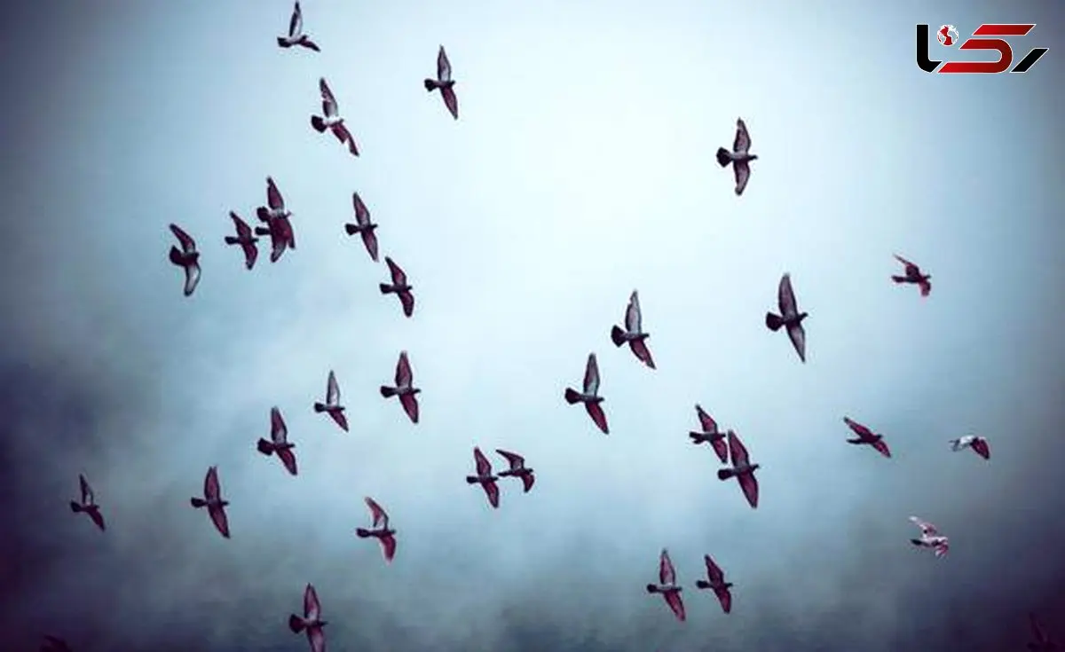 گربه‌ها و پرندگان وحشتزده در روزهای جنگ / تأثیر ویرانگر جنگ بر حیات حیوانات شهری