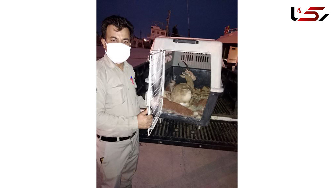 انتقال یک راس آهو به نقاهتگاه اداره کل محیط زیست استان بوشهر