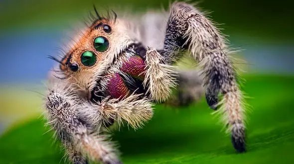 ببینید / سرعت باور نکردنی عنکبوت در شکار کردن + فیلم 