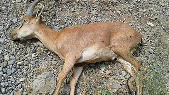 طاعون مرگبار حیات وحش در مازندران  + فیلم تاسفبار