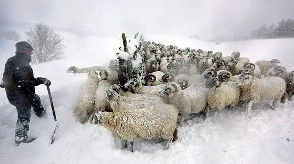 گمشدن 5 چوپان قوچانی در برف و کولاک 