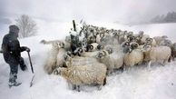 گمشدن 5 چوپان قوچانی در برف و کولاک 