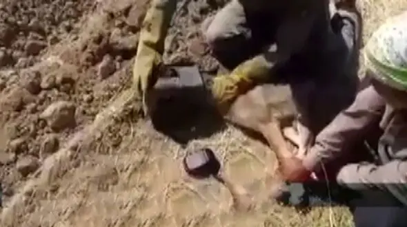 فیلم گیر کردن کله گرگ وحشی داخل قوطی حلبی / در دیواندره رخ داد 