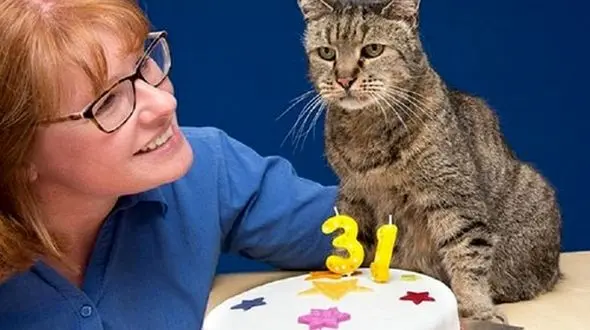 این گربه 31 ساله پیرترین گربه دنیاست+عکس