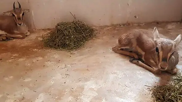 کشف ۲ آهوی زنده از یک منزل مسکونی در دشتستان