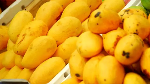 قیمت میوه های گرمسیری کاهش یافت / انبه کیلویی 35 هزار تومان