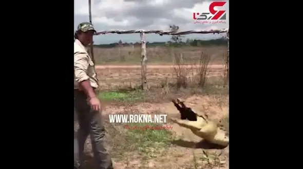 استتار بی نظیر خطرناکترین شکارچی طبیعت+فیلم