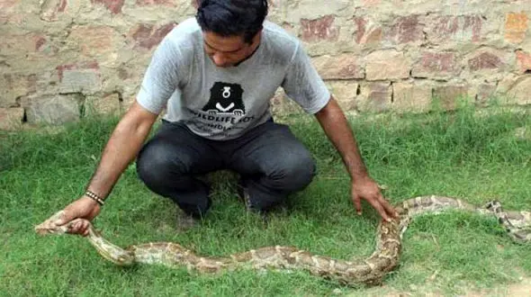  مار پیتون 2.5 متری خلبان یک جنگنده نظامی شد! +عکس 