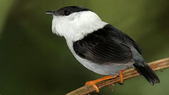 این پرنده  سریع‌ترین عضله جهان را دارد + عکس