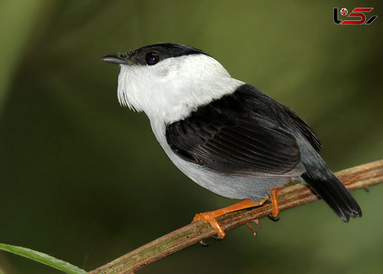 این پرنده  سریع‌ترین عضله جهان را دارد + عکس