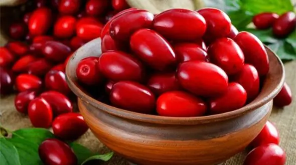 زغال اخته و آب آن: گنجینه‌ ای برای سلامتی و درمان