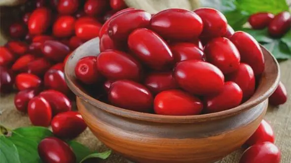 زغال اخته و آب آن: گنجینه‌ ای برای سلامتی و درمان
