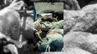 تلف شدن 80 راس گوسفند در سبزوار 