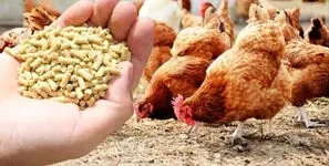 هشدار سازمان بازرسی به وزارت جهاد کشاورزی درباره نهادههای دامی