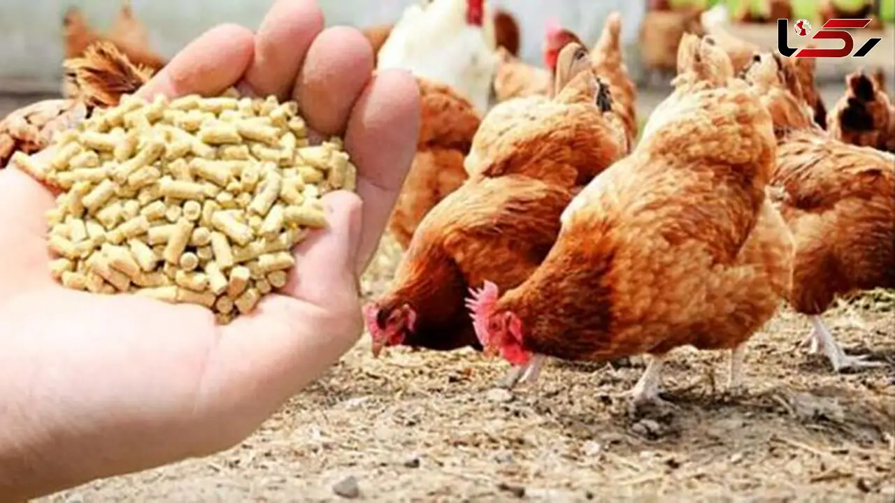 همه چیز درباره خبر حذف ارز 4200 تومانی نهاده های دامی از دی ماه
