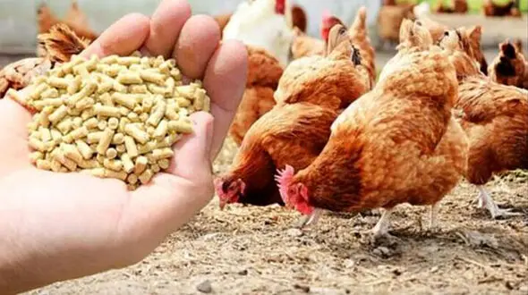 نحوه دریافت نهاده‌ های دامی چگونه است؟