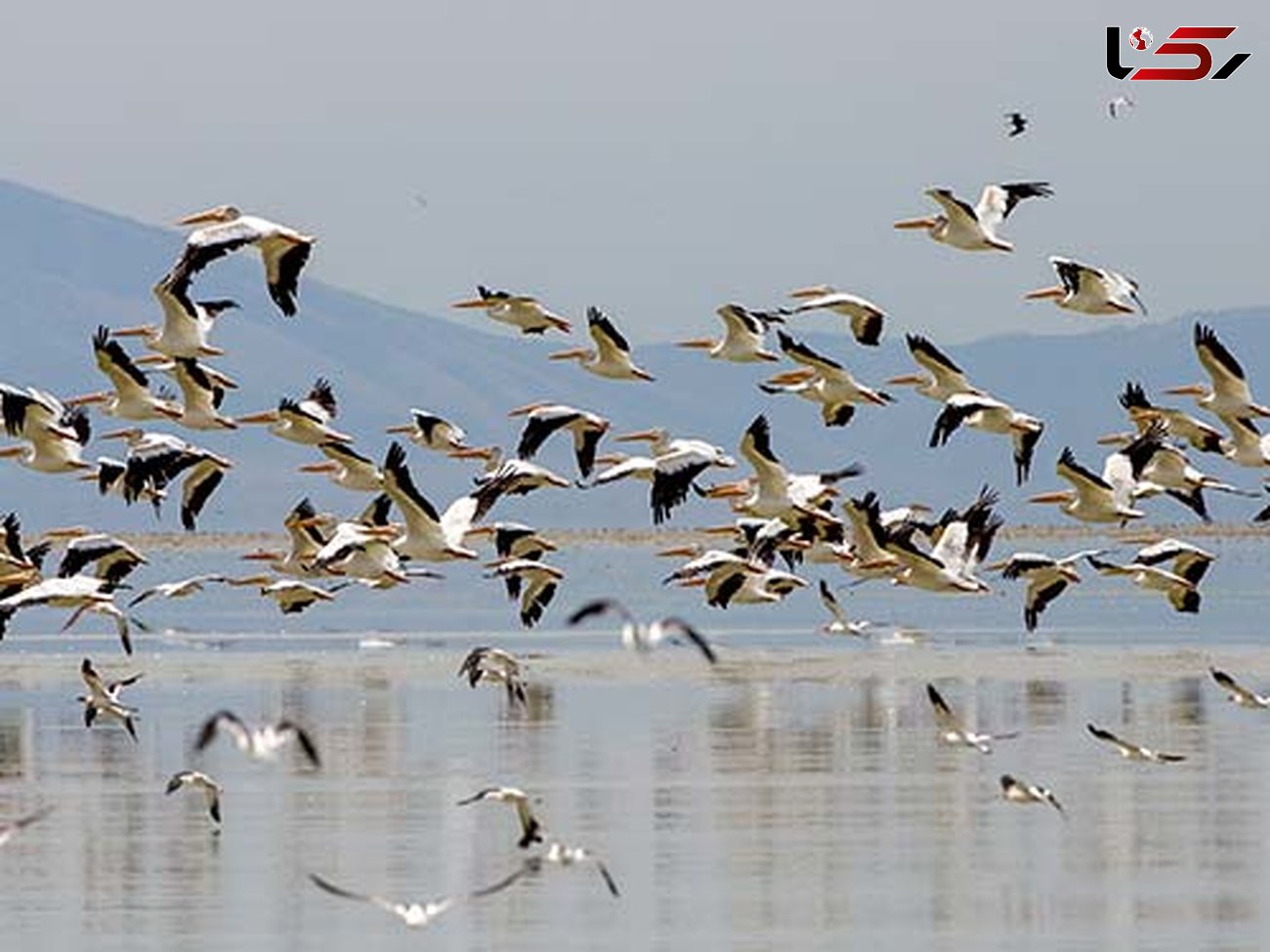 سالانه بیش از 3 میلیون پرنده مهاجر وارد کشور می شوند
