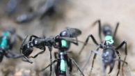 روش درمانی مورچه ها لیس زدن پاهای یکدیگر است