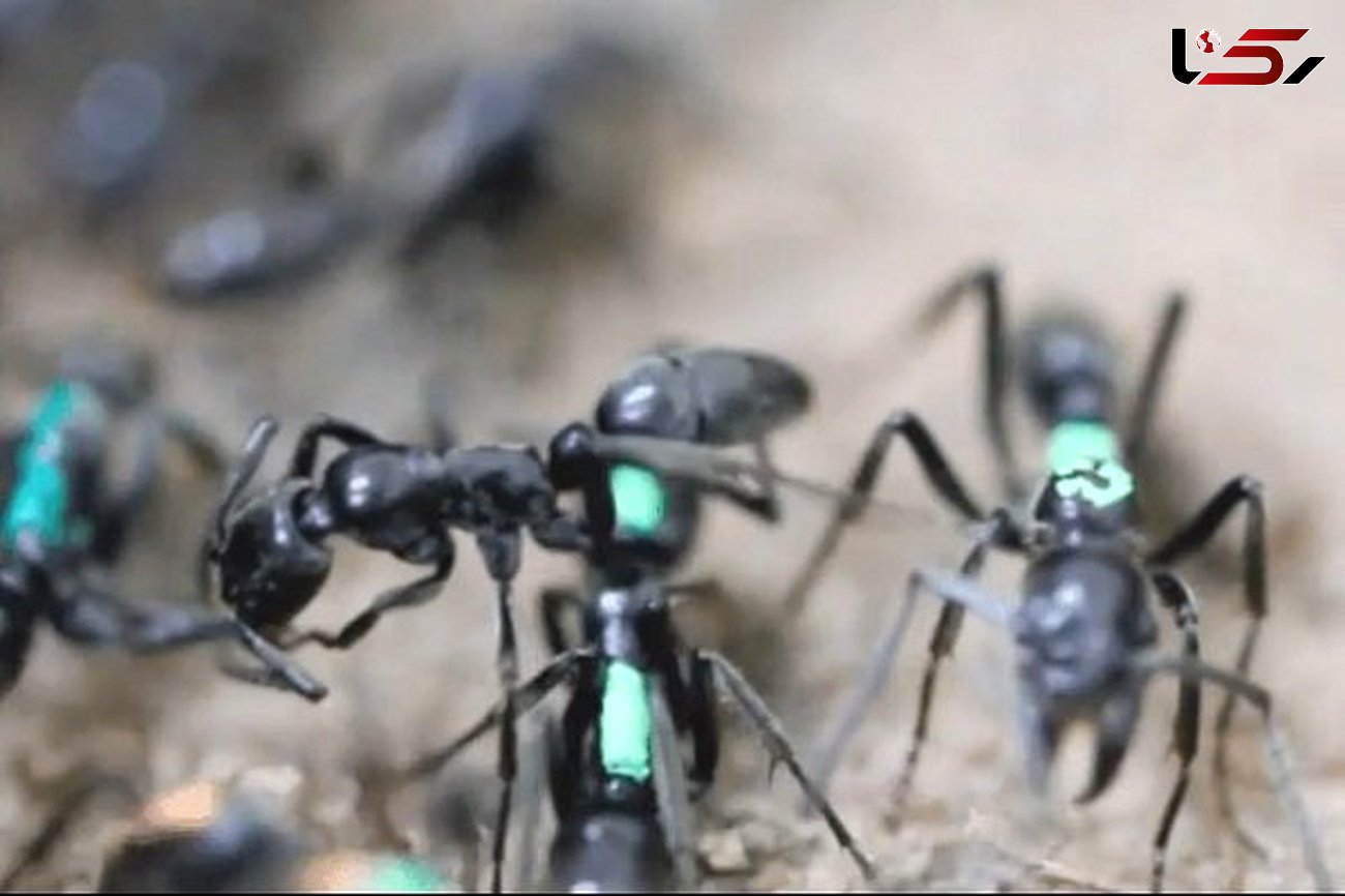 روش درمانی مورچه ها لیس زدن پاهای یکدیگر است