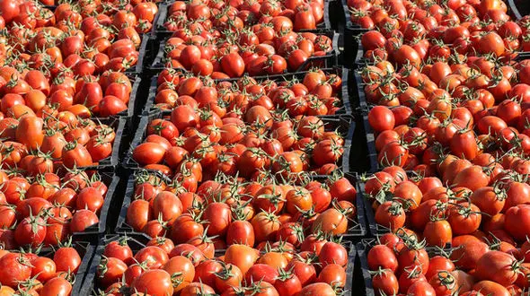 گوجه فرنگی ۳۰ درصد ارزان شد/قیمت به کیلویی ۳ هزارتومان رسید