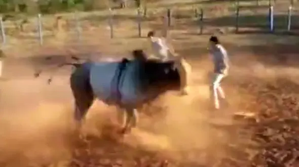 ضربه مرگبار گاو خشمگین گاوباز روستایی را کشت + فیلم