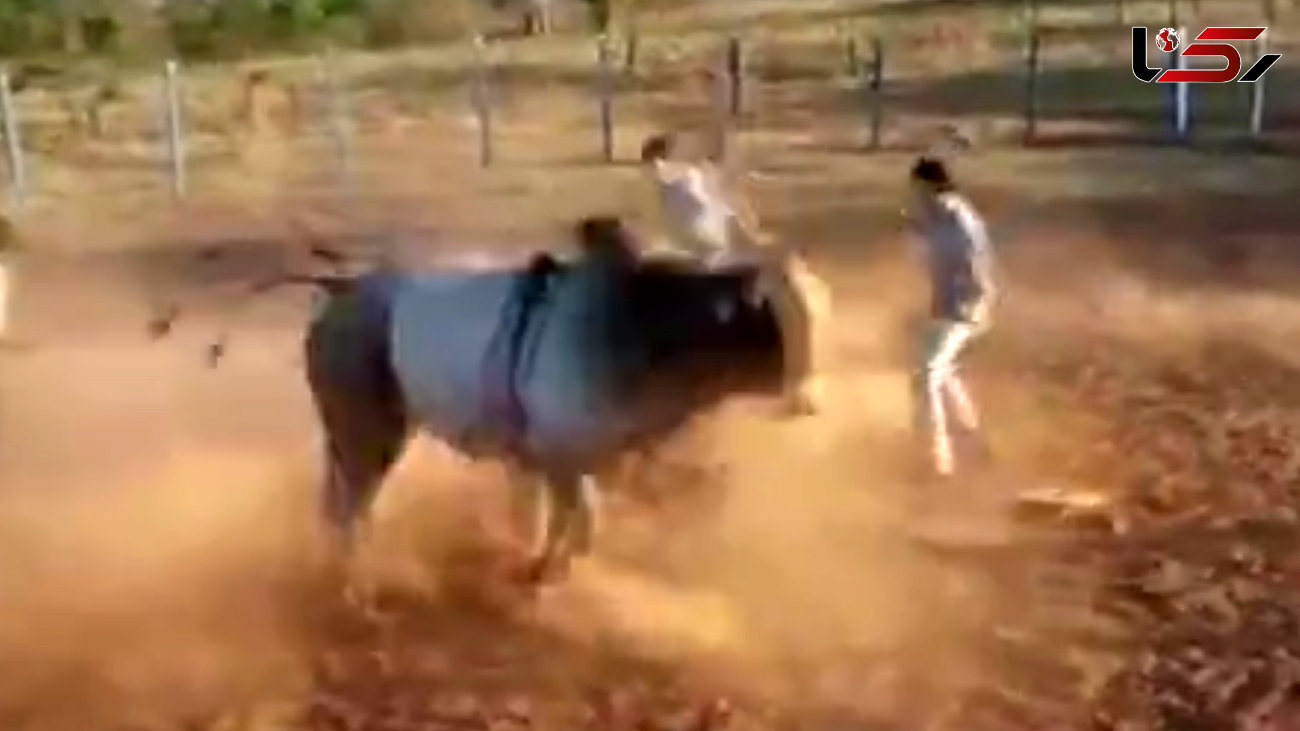 ضربه مرگبار گاو خشمگین گاوباز روستایی را کشت + فیلم